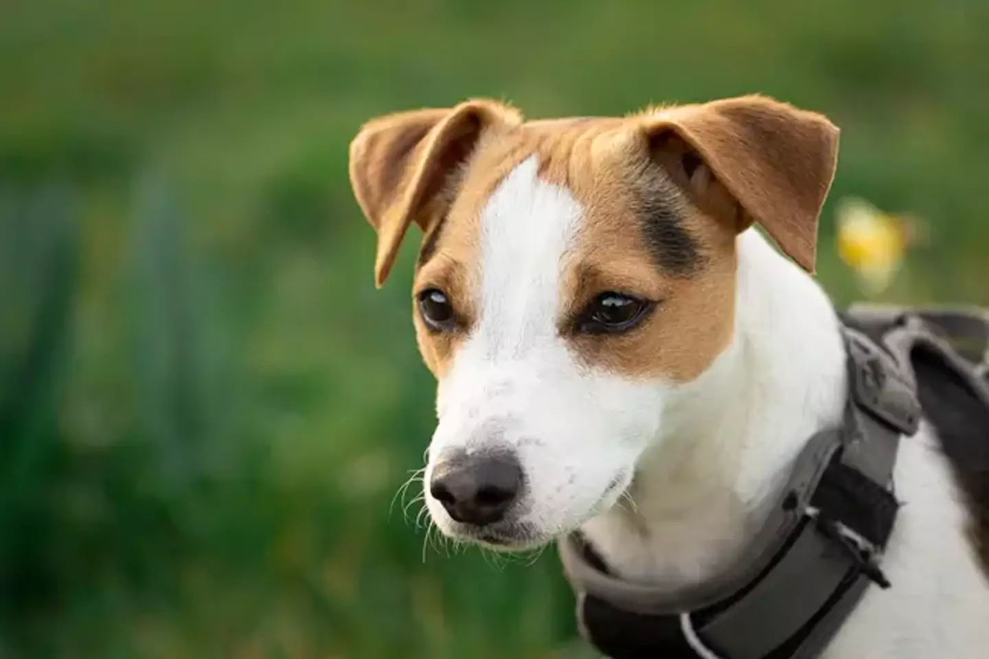 Jack Russell terriers have become one of the most in demand breeds among 'dognappers' (