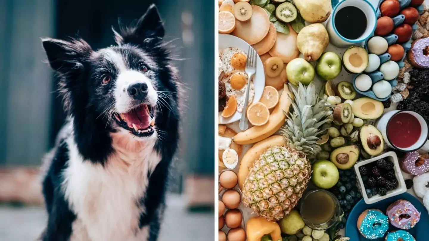 Pet Owners Warned Not To Give Their Dogs These 10 'Toxic' Foods