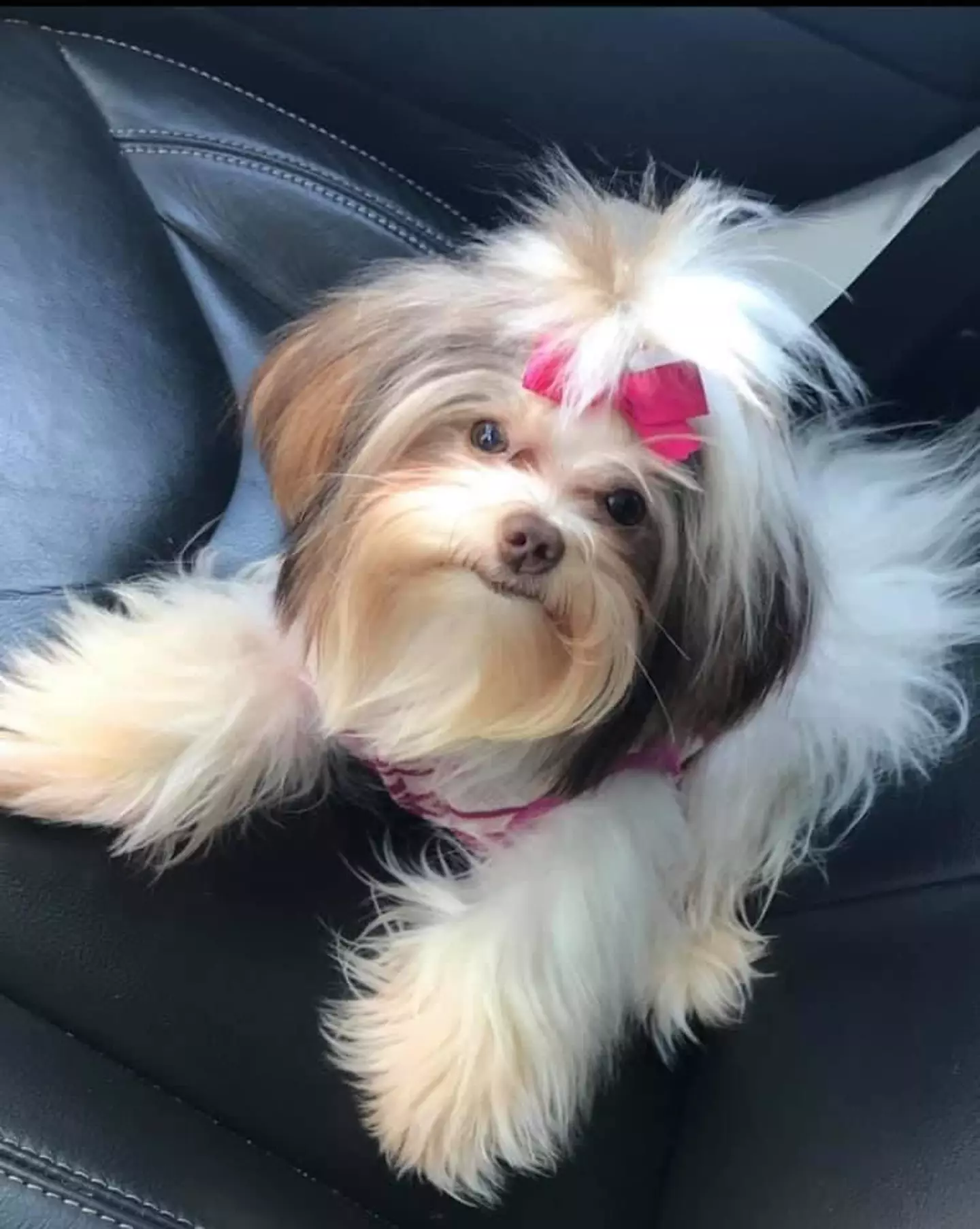 The dog was looking all cute before she headed to the groomers.