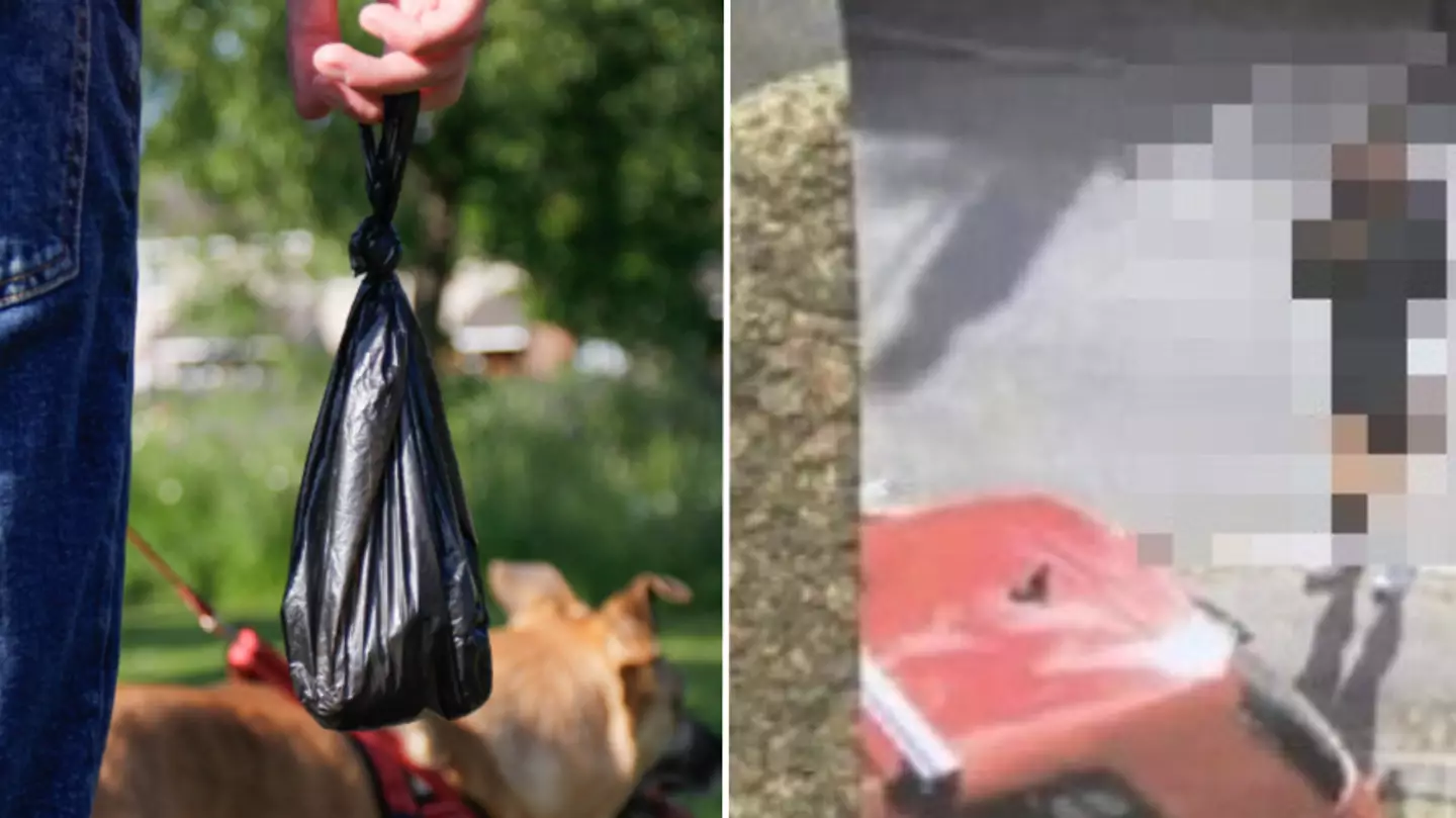 Neighbour praised for petty revenge on man who left dog poo outside their home