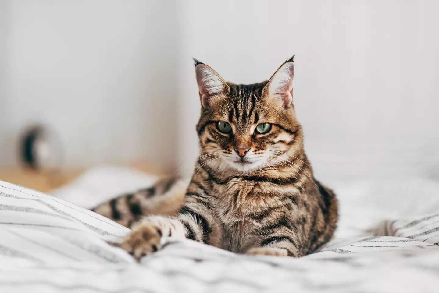 Microchipping your cat will make it easier to be return to you if they get lost (Getty stock image)