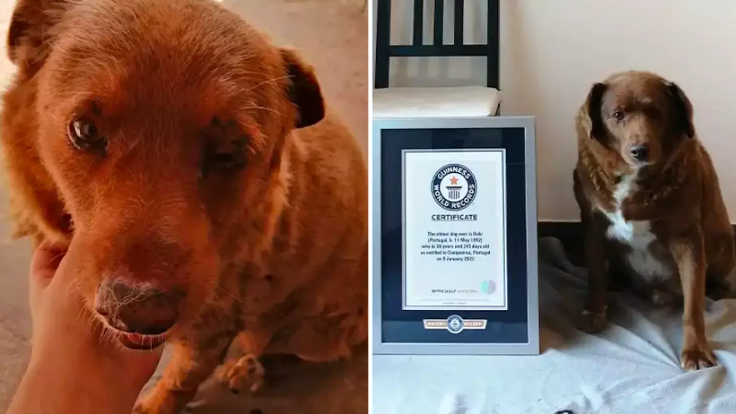 World's oldest dog ever Bobi dies at an incredible 31 years old