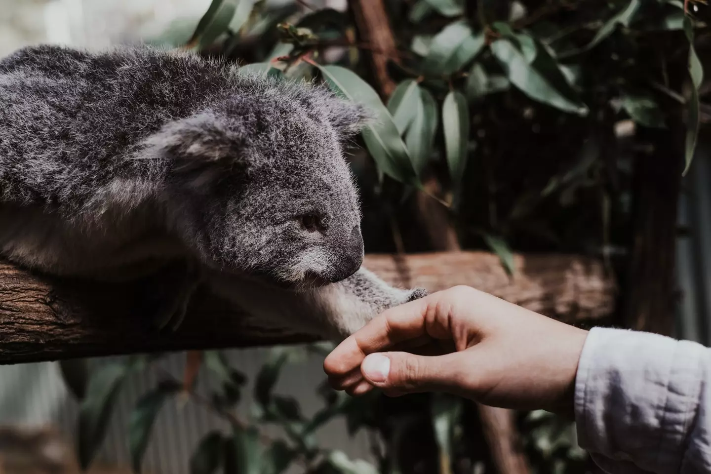 Koalas are indigenous to Australia. (