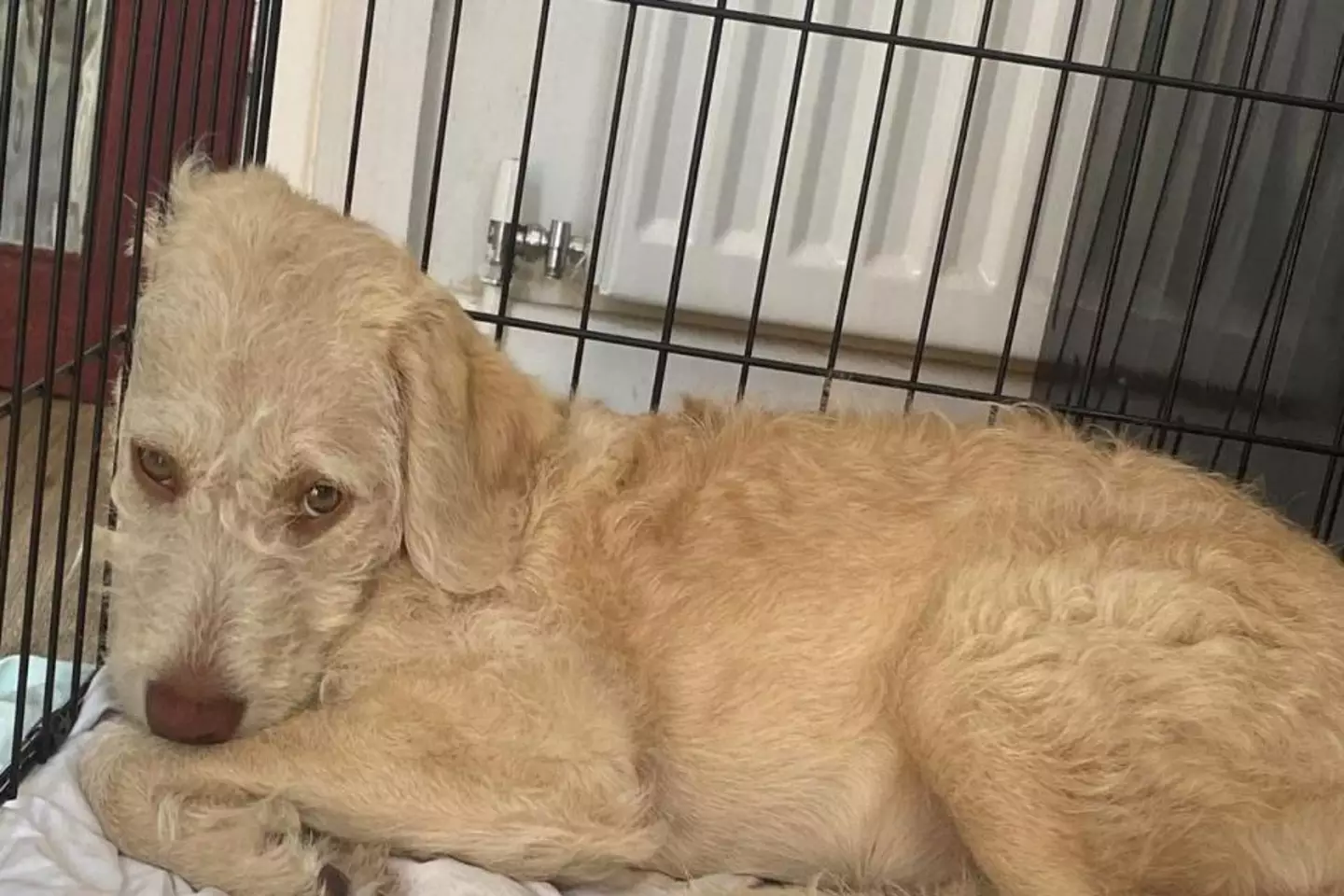 A woman has issued a plea to dog owners after her beloved puppy caught a deadly virus.