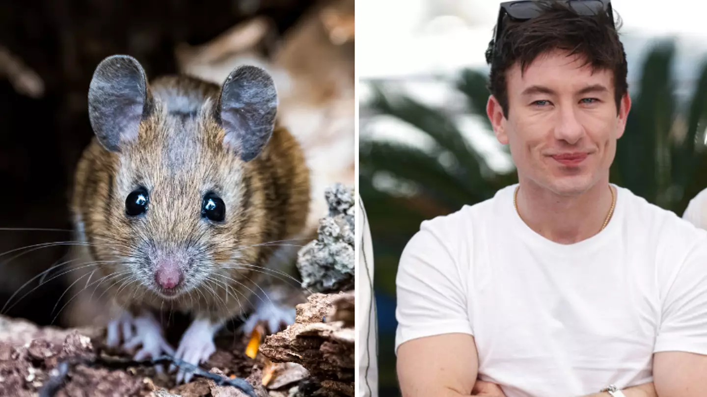 What the new ‘rodent men’ dating trend actually is as Hollywood stars get singled out