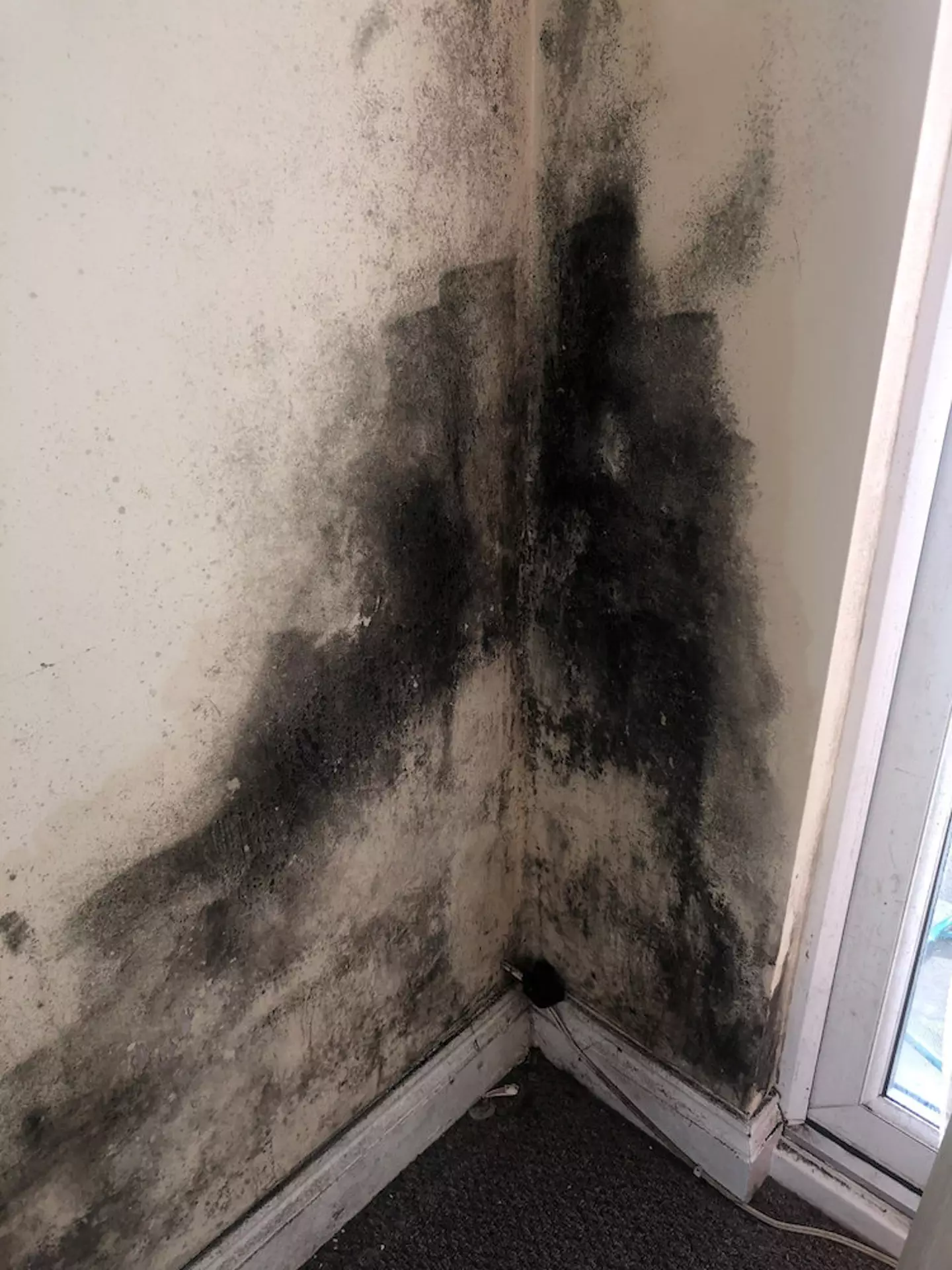Thick mould can be seen covering areas of the home's walls.