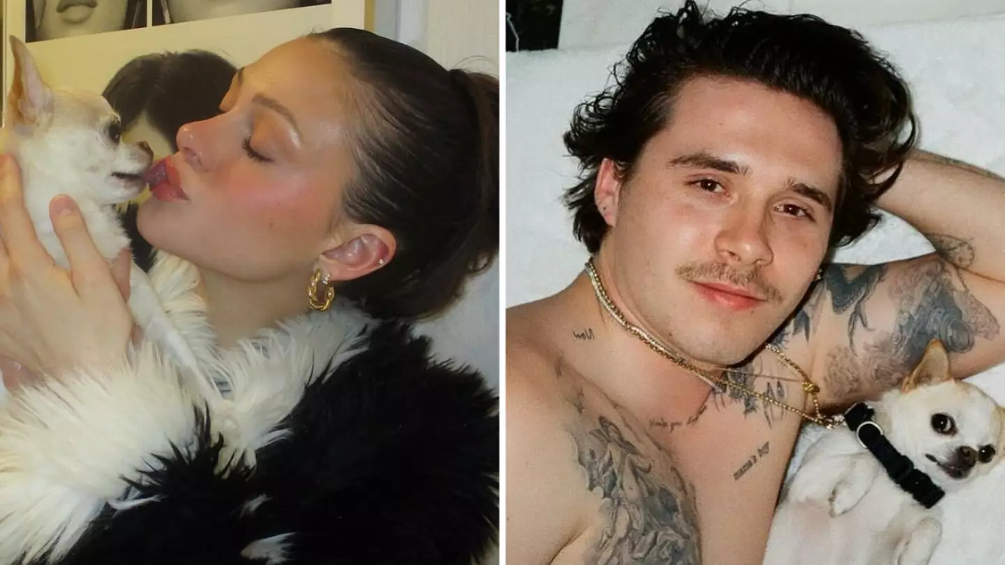 Dog owners come forward as Nicola Peltz sues groomers over sudden death of ‘healthy’ pet