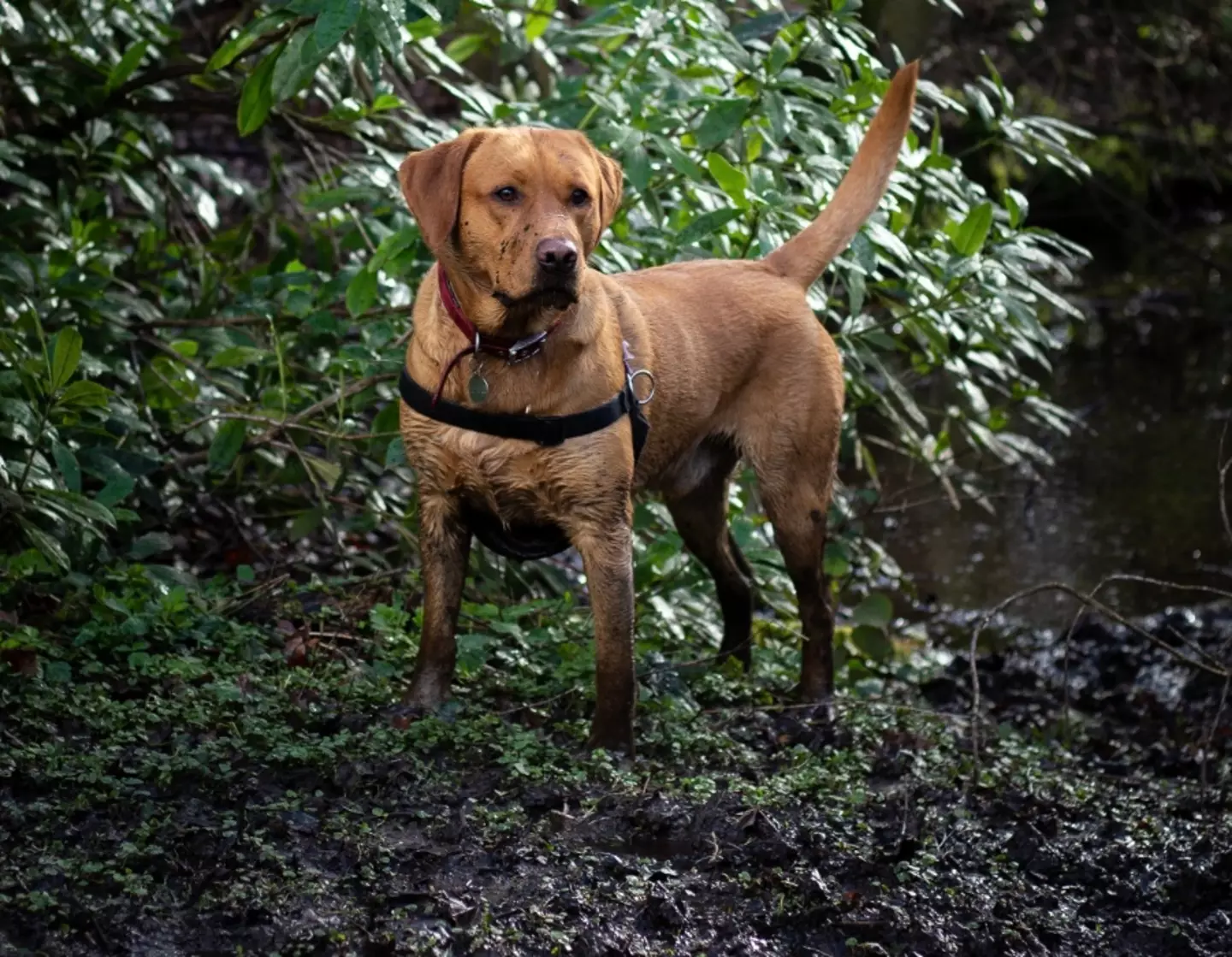 “Most reports come from pet owners who walk their dogs in the countryside."