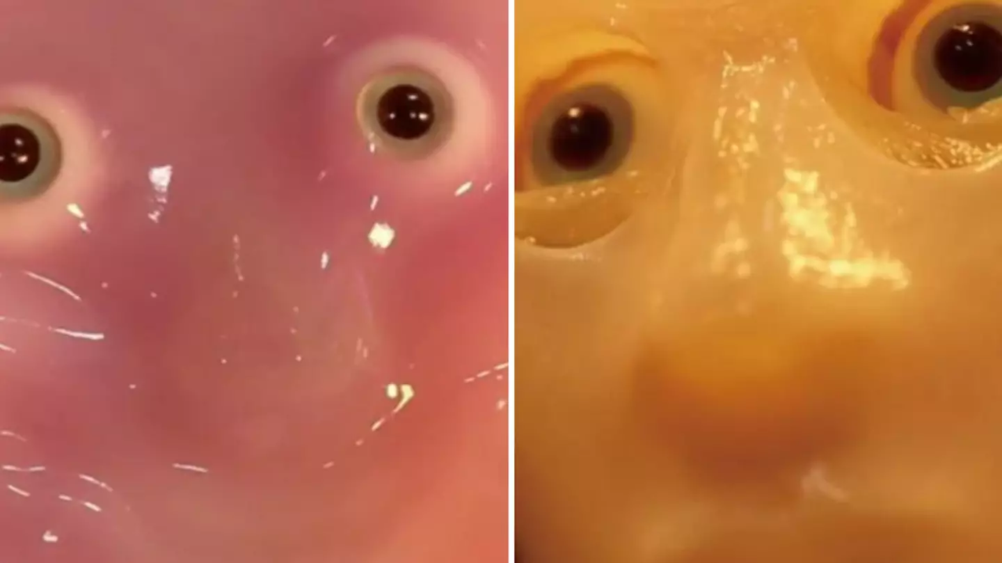 ‘Creepy’ robot with real living skin leaves people absolutely horrified