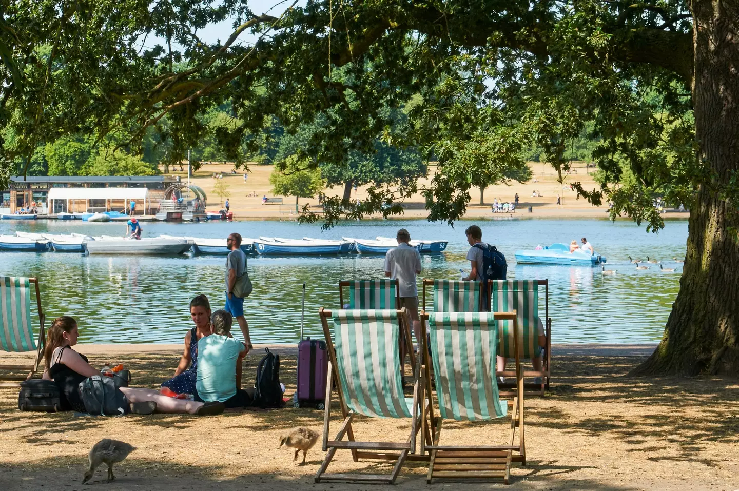 Hyde Park during the 2018 heatwave.