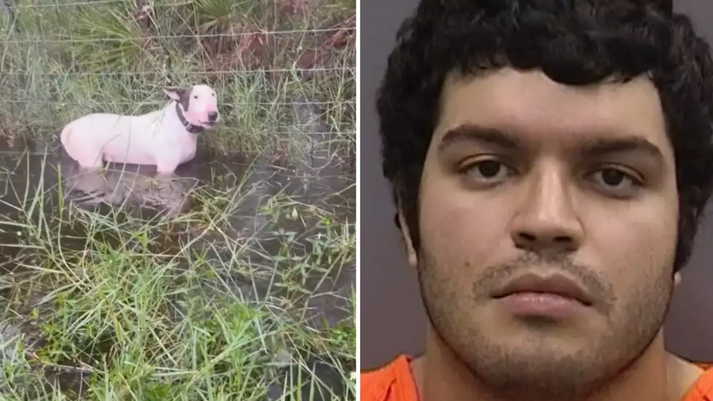 Owner of dog found tied to pole during Hurricane Milton defends cruel decision after heartbreaking footage went viral