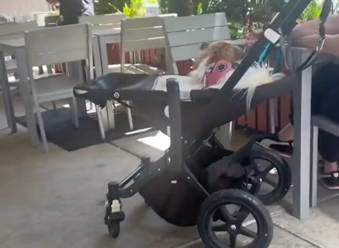 The woman was left shocked after seeing a pampered pooch being fed with its owner's cutlery at a restaurant.