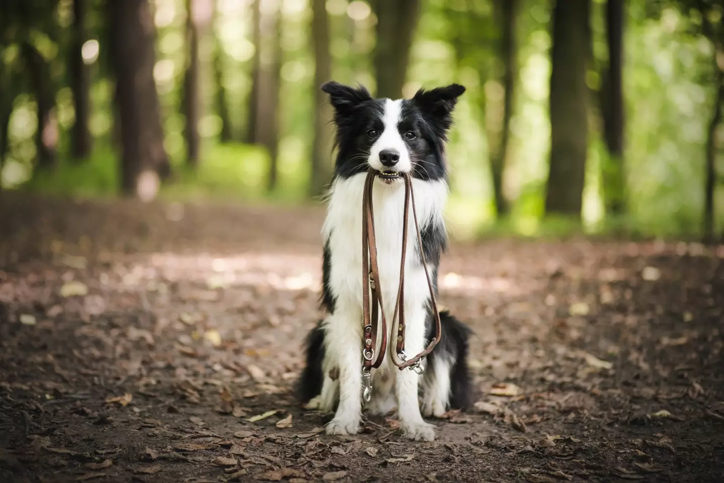 If your dog wanders off into a prohibited area, you could be landed with a hefty fine (