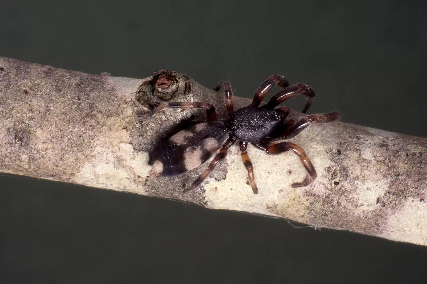 White-tailed spider bites are usually believed to be harmless.