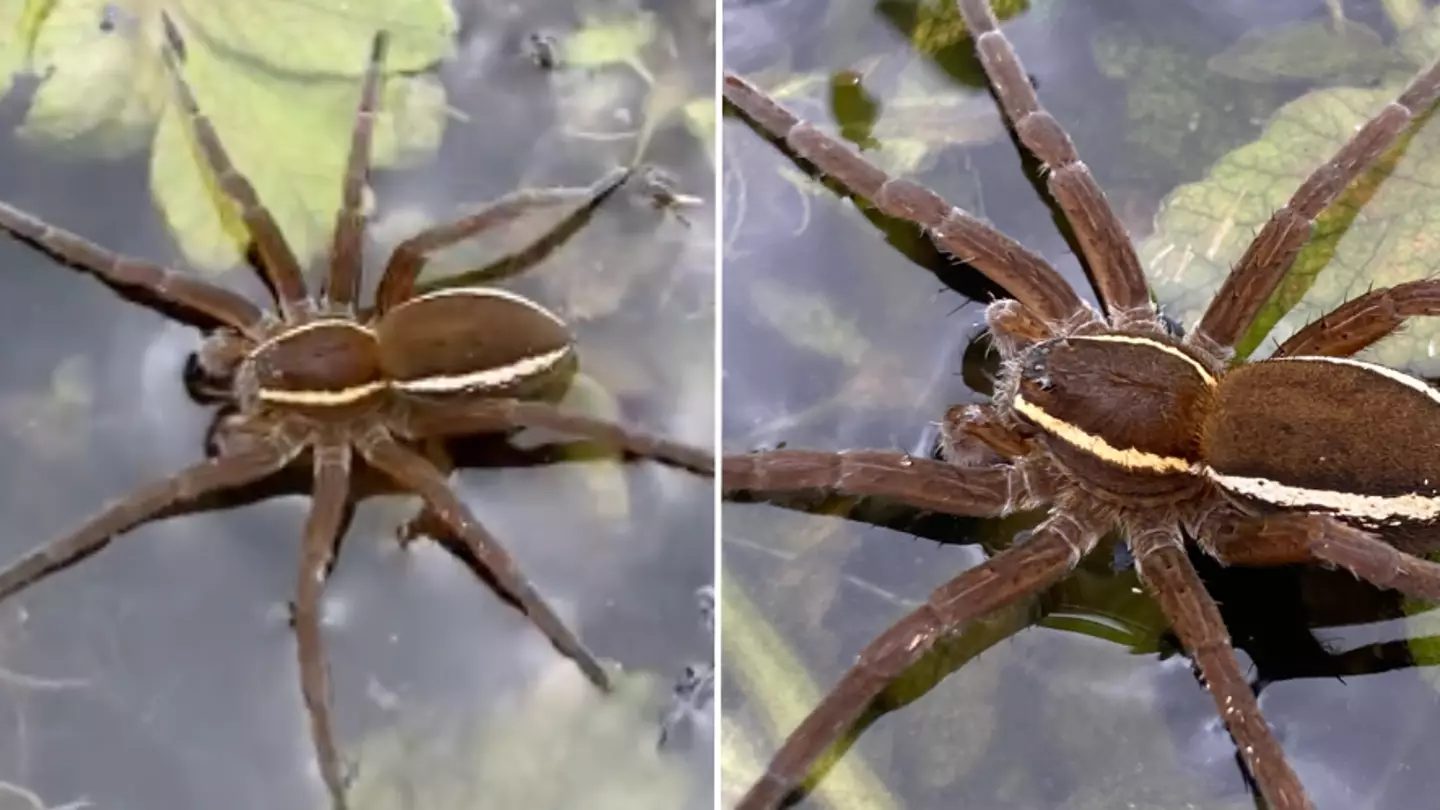 ‘Rat-sized’ spiders that ‘live off fish’ to return to UK, experts confirm