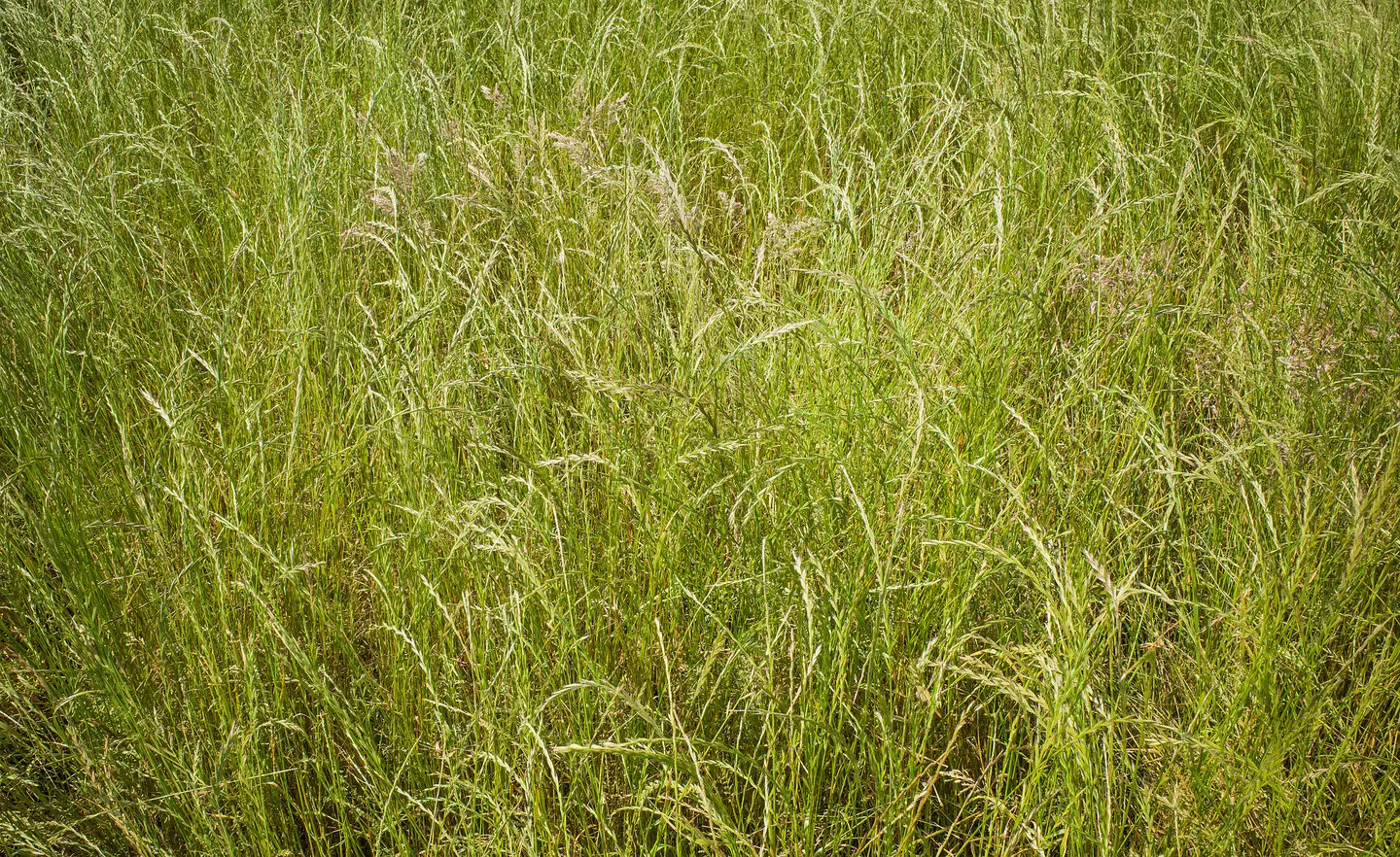 Ticks can be found in long grass (Getty Stock Photo)