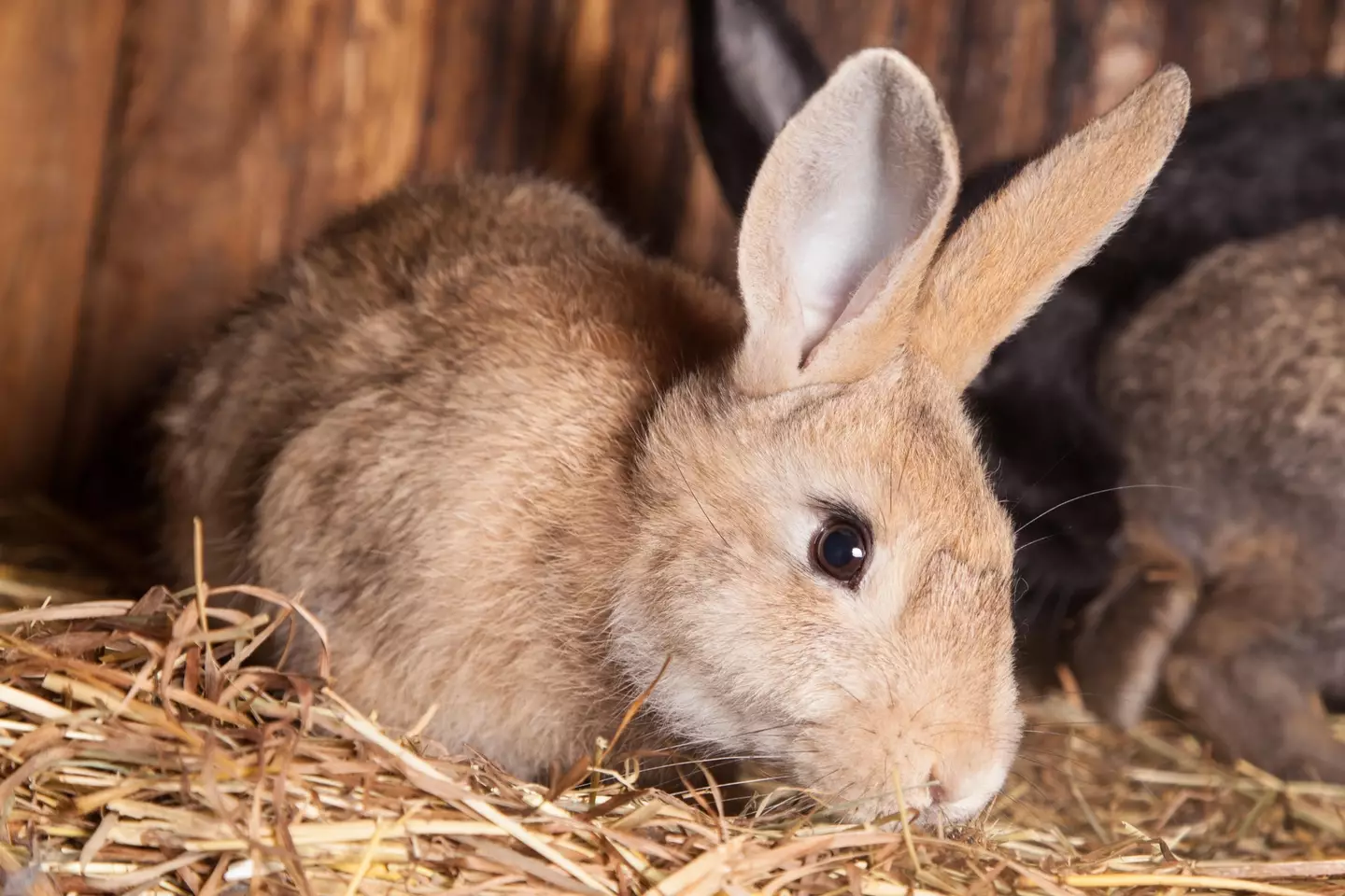 Owners should contact a vet if their rabbit is showing signs of heatstroke.