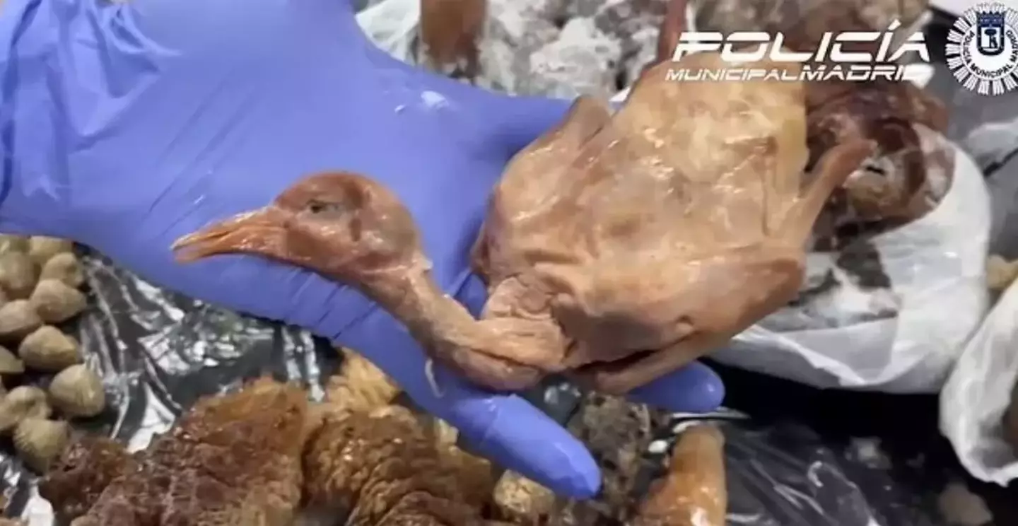 It's believed pigeons were hunted from the street and served as duck (Policia Municipal de Madrid)