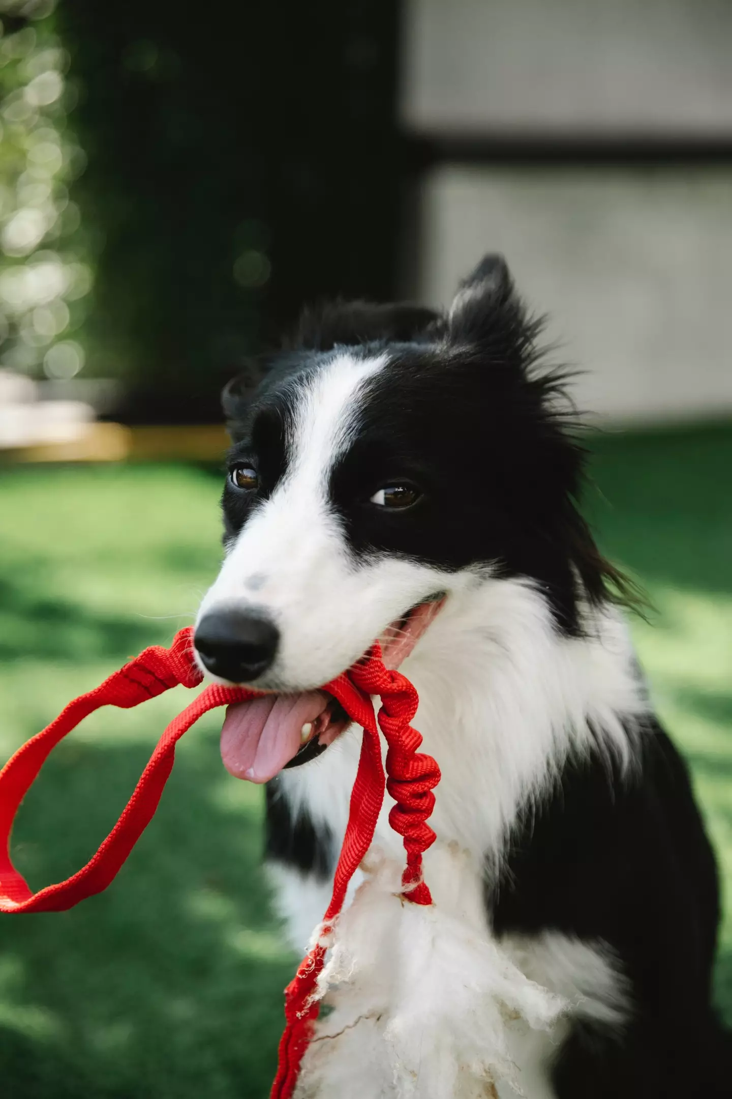 Dogs may try have a munch on your fake grass too.