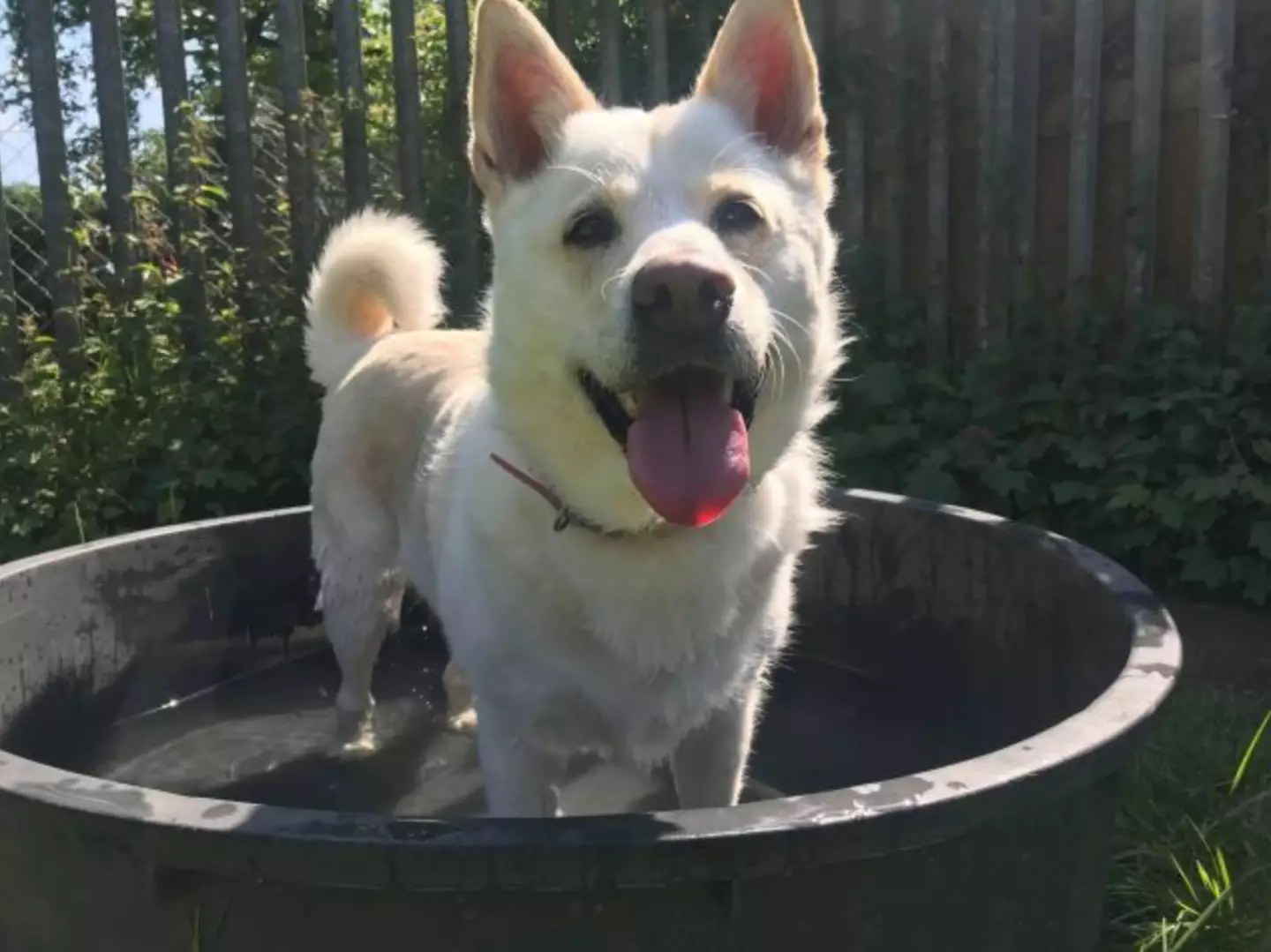 Nine-year-old husky cross Snowy has also been keeping cool by playing in her paddling pool (