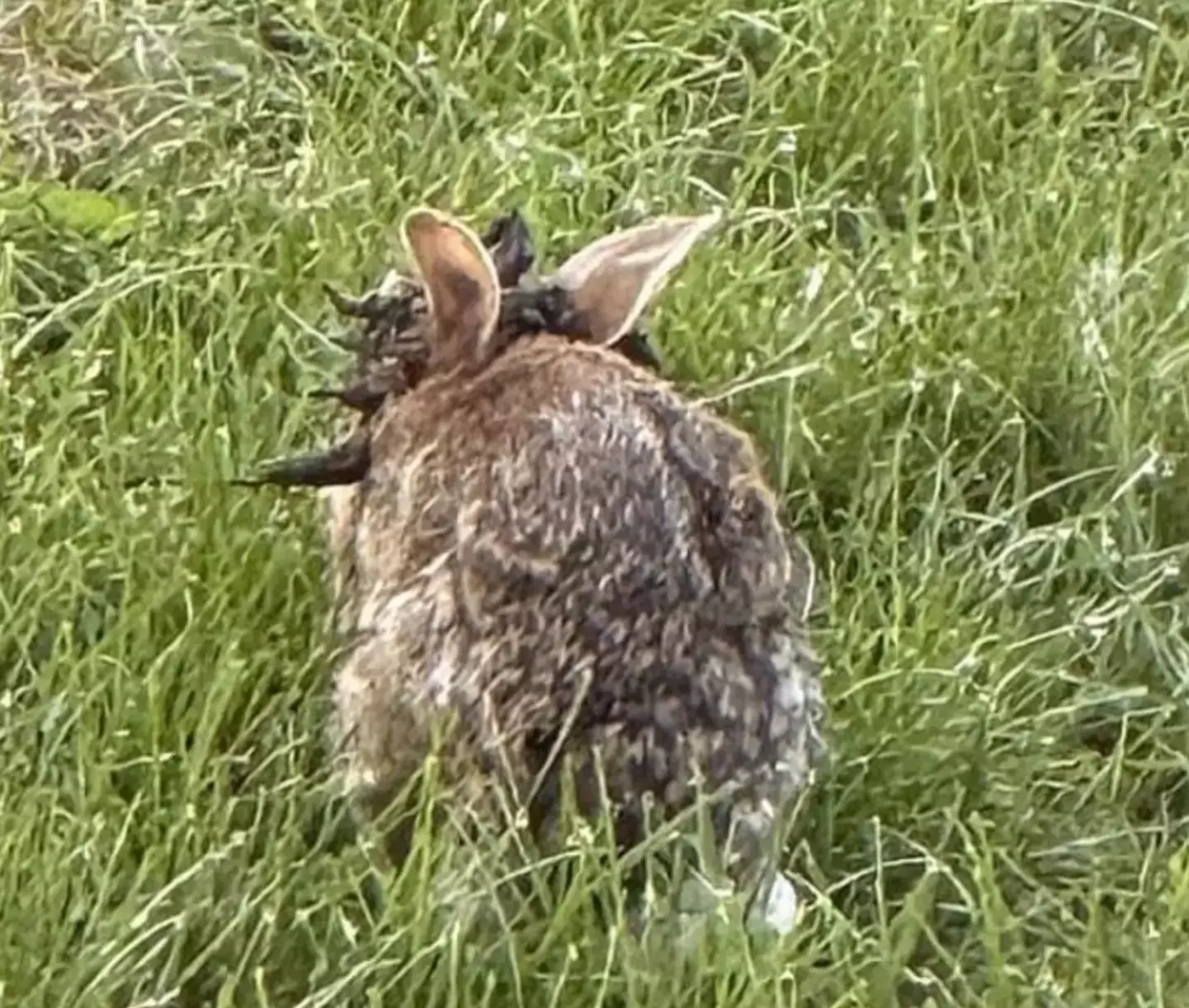 Social media users are questioning whether the virus can spread to humans (Iowa Department of Natural Resources)