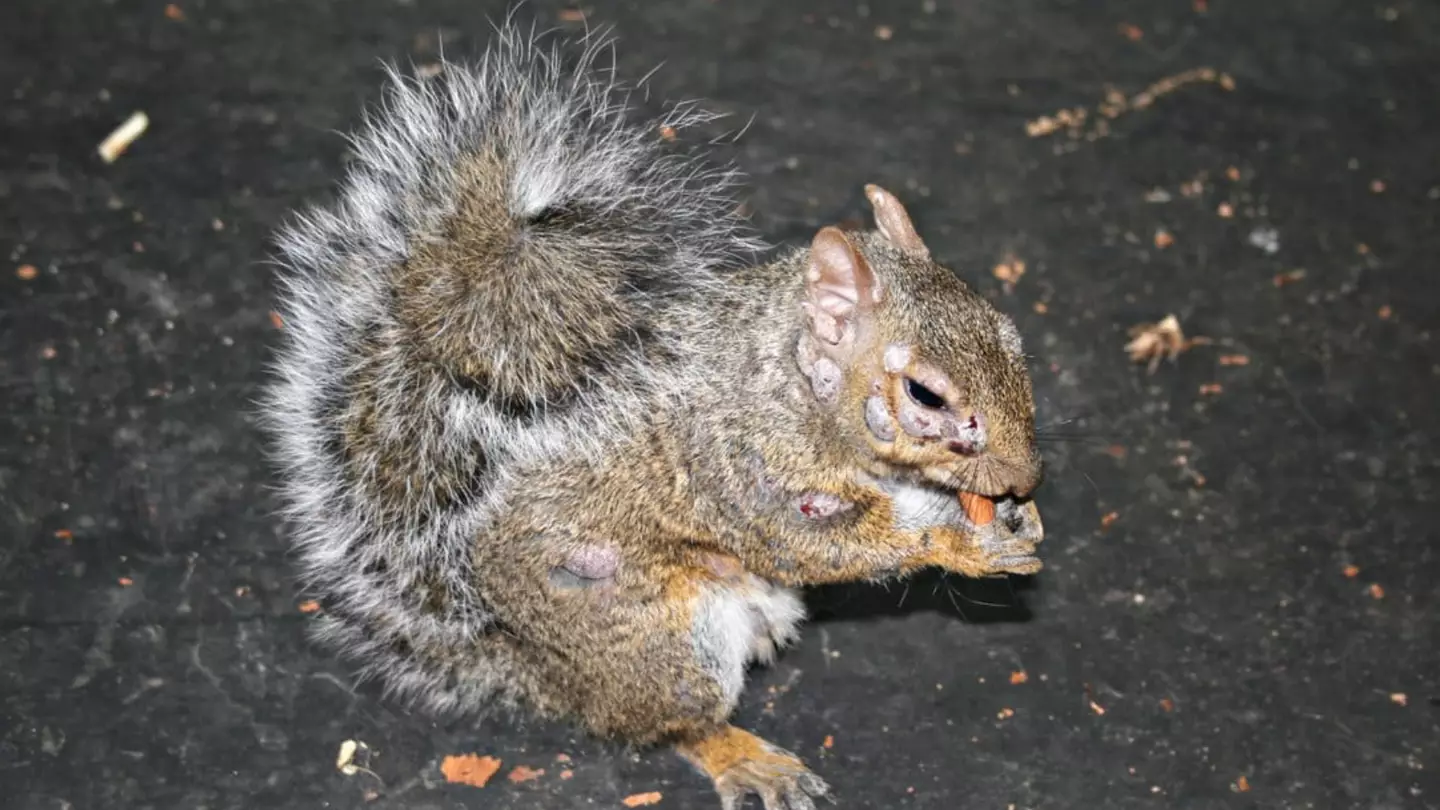 Wild Things Sanctuary