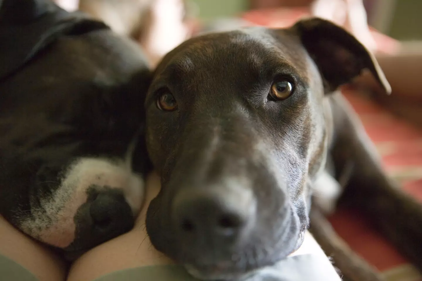 Dogs might also give their owners a longing stare. (