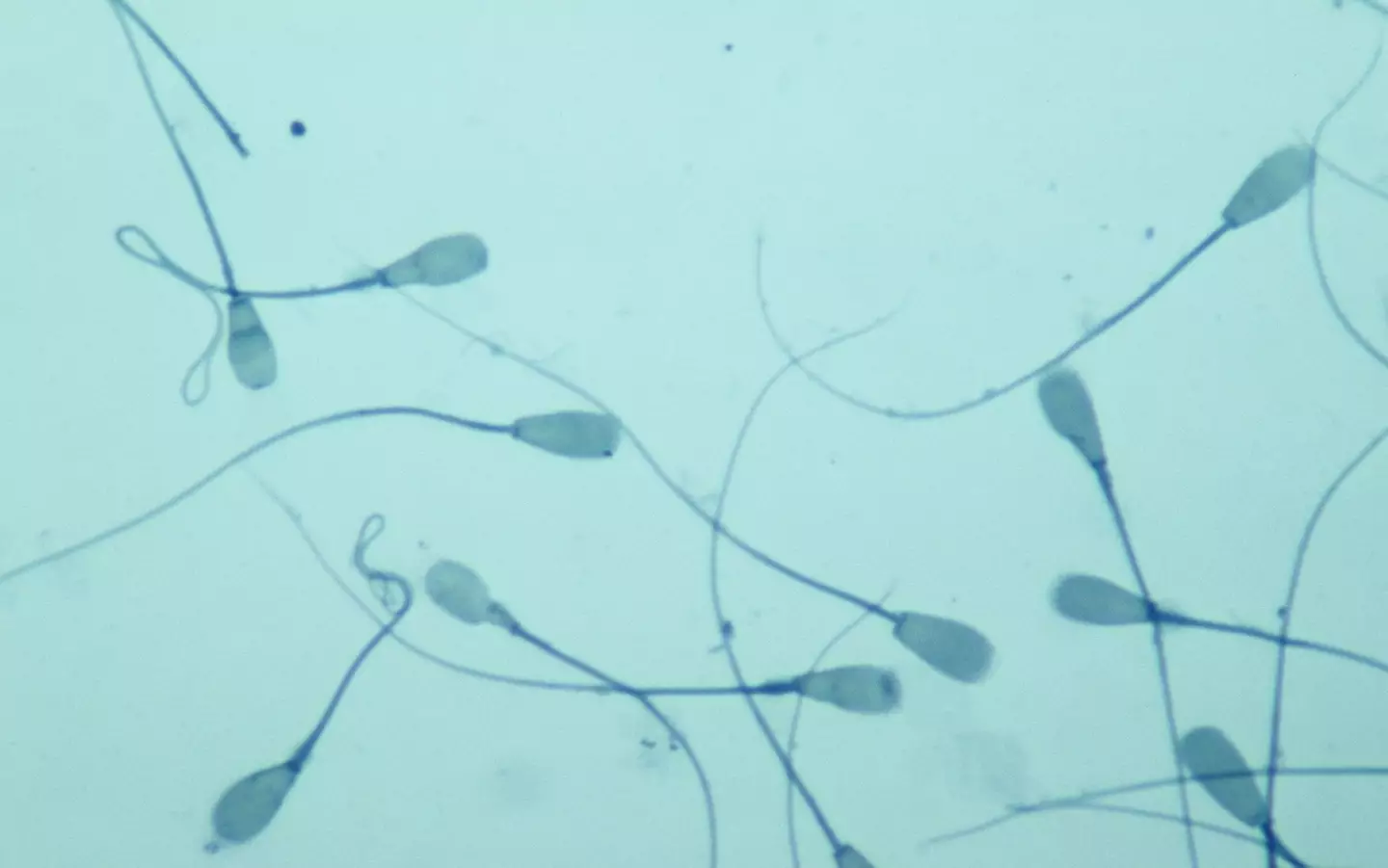 New research has revealed that sperm mutations are more common the older men get (Getty Stock Image)