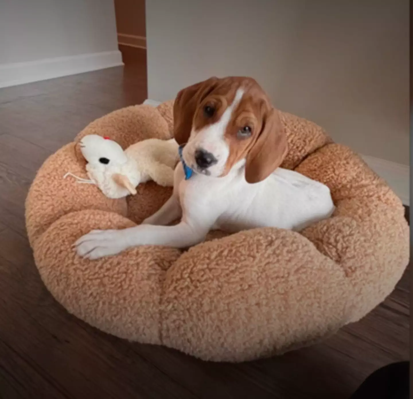 The adoption centre is reportedly refusing to give Beau back to Kristie. (Fox5)