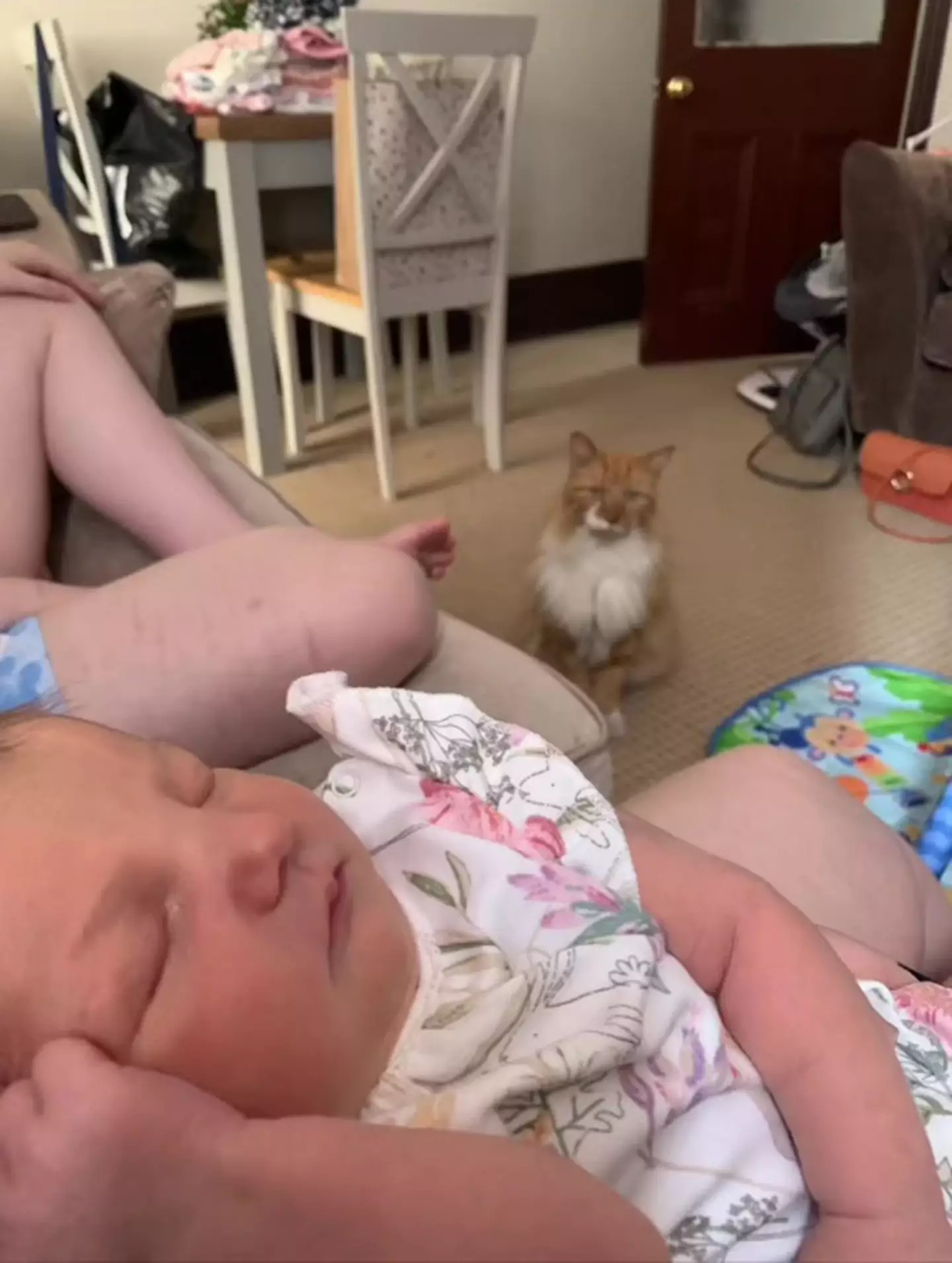 Harvey does not look impressed.