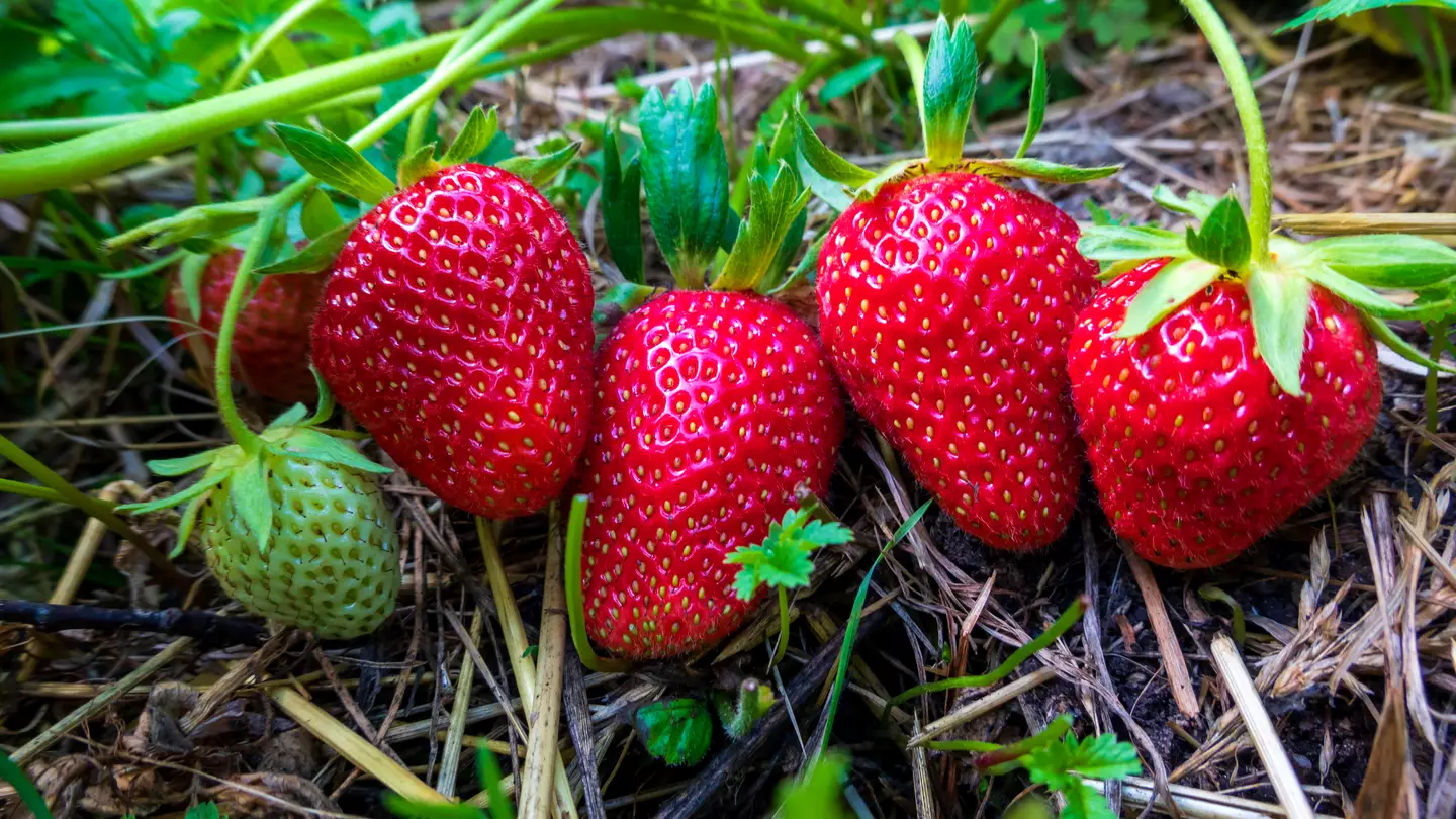 People mind-blown after discovering the ‘seeds’ on the outside of strawberries aren’t actually seeds