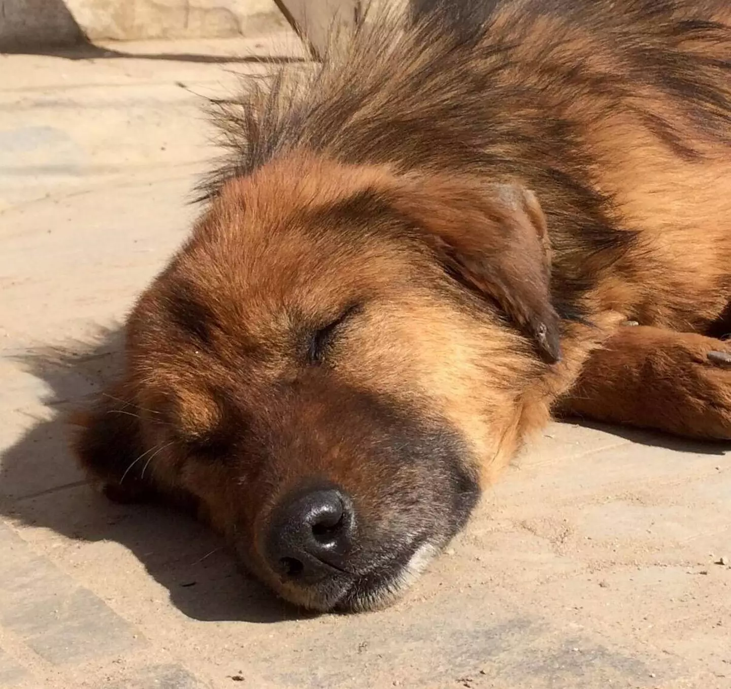 Imagine your pet chilling with you in the sun.