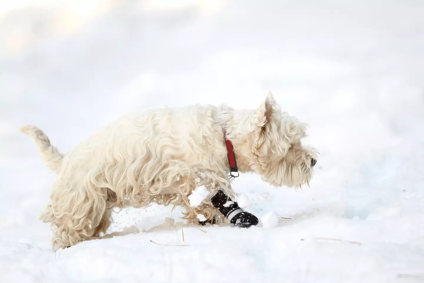 The vet warned that putting boots on your dog can cause 'distress'.