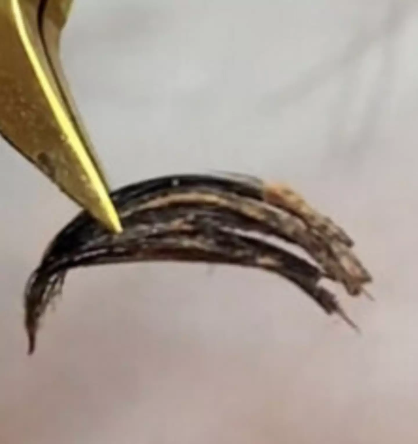 Users thought the makeup-clumped eyelashes were 'spiders' or 'crickets.'
