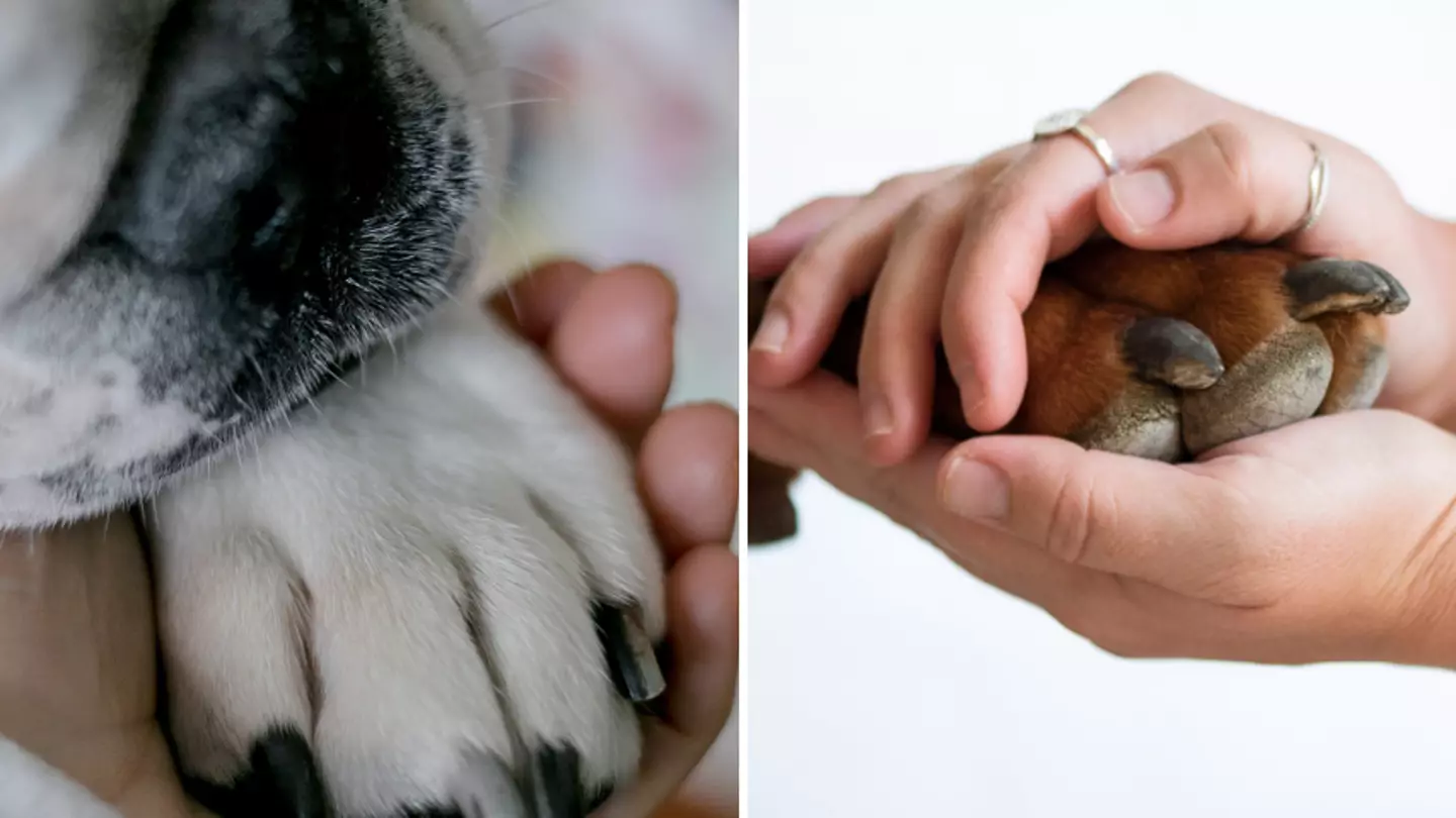 Vet shares heartbreaking plea to pet owners putting down their animals