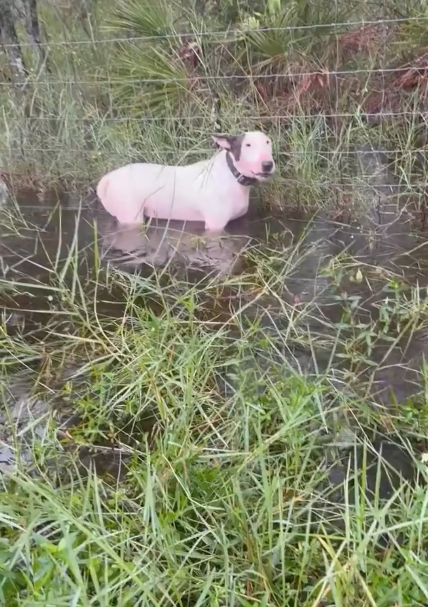 The dog had been tied to a fence as waters rose around him (X/Florida Highway Patrol)