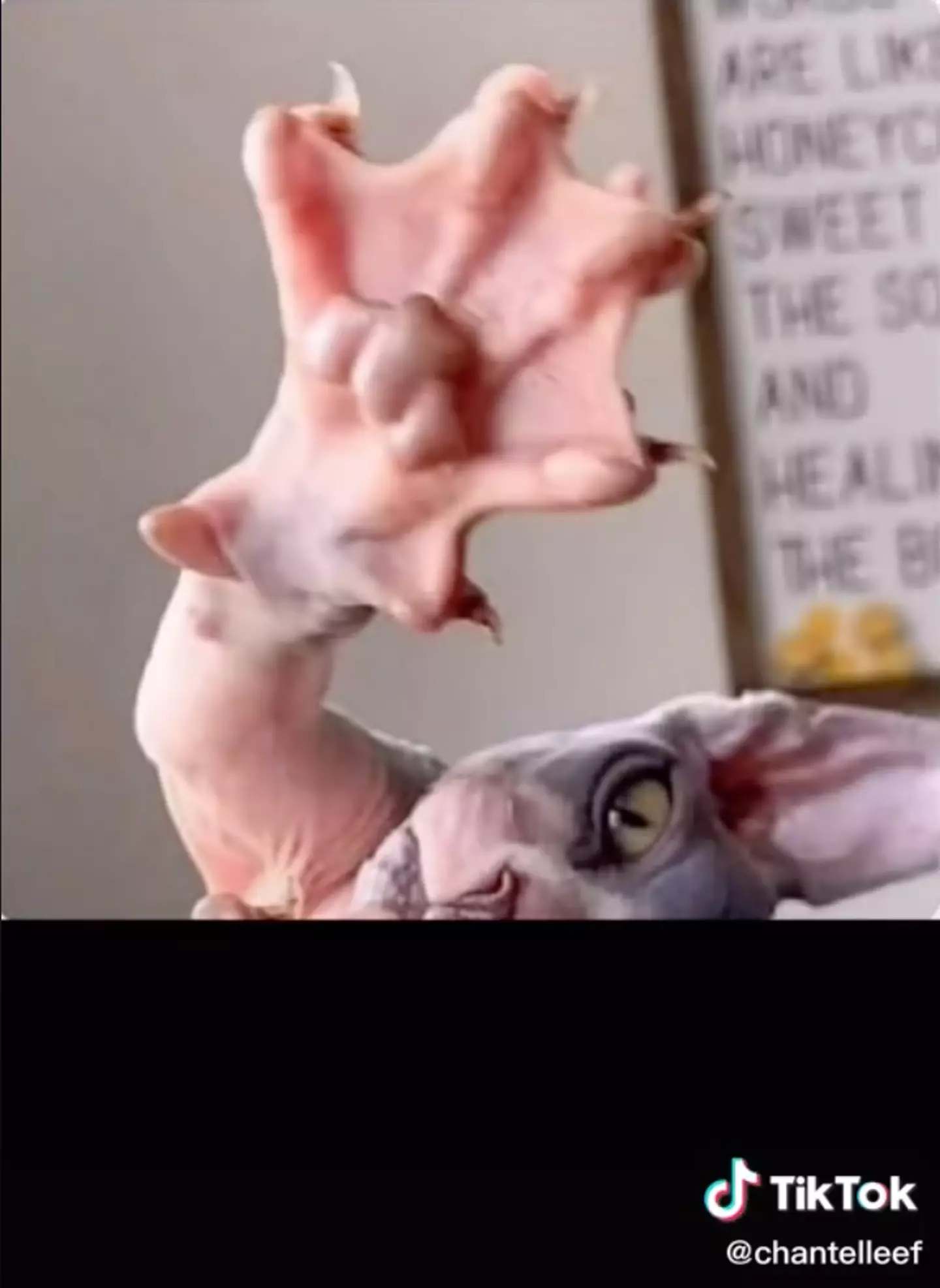 A TikTok user was left in shock after seeing a Sphynx cat's paw (
