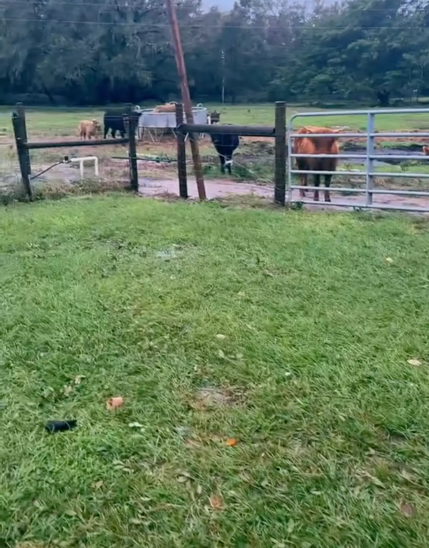 The farmer provided an update (TikTok/@oursimplehomestead)