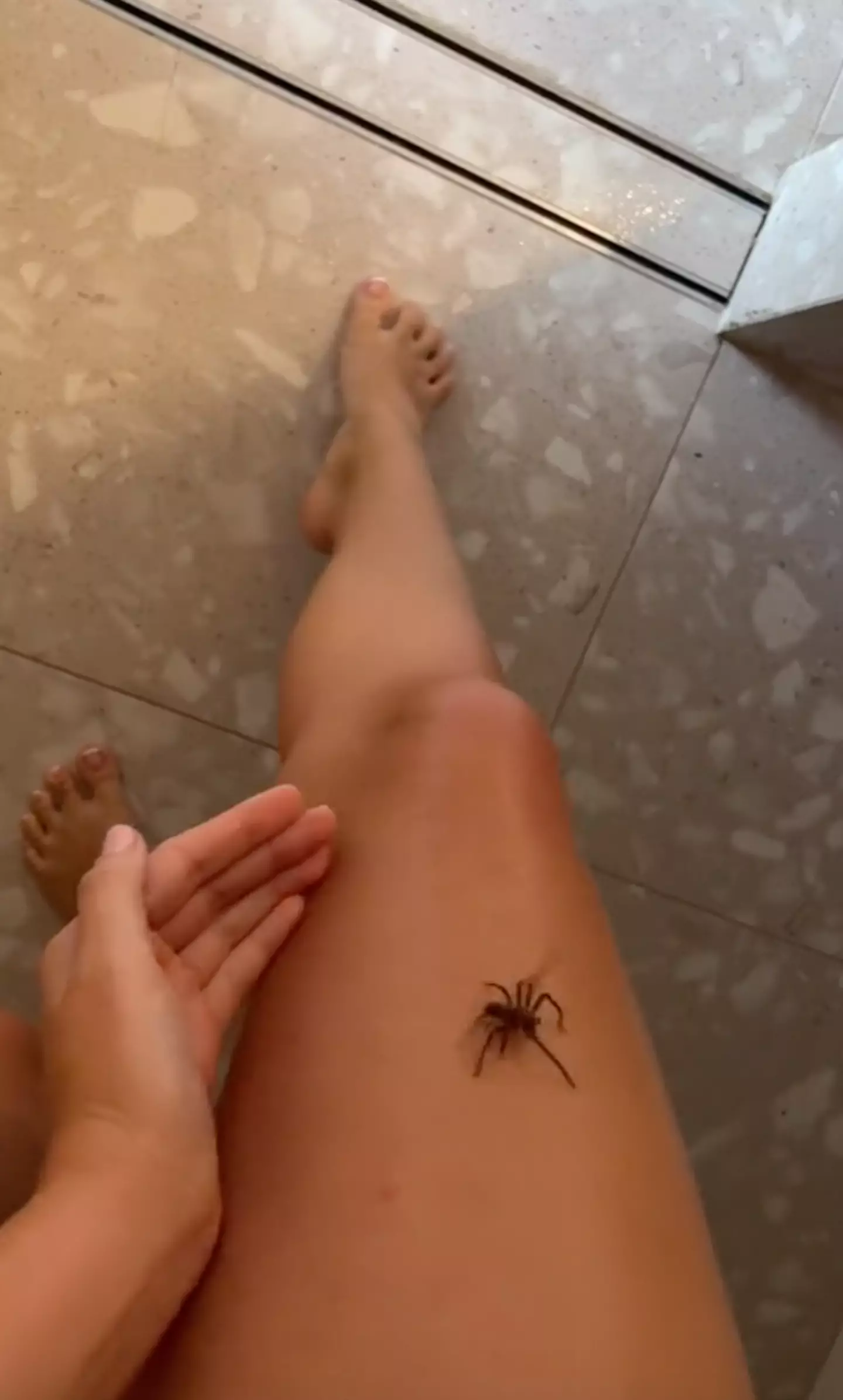 When Anna tried to save the huntsman spider, it starting crawling up her leg.