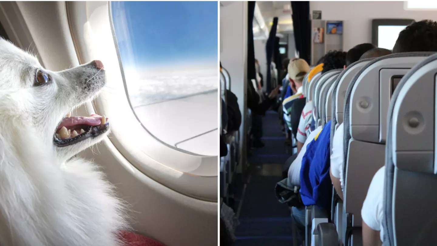 Ryan Jello/Cristobol Alvardo Minic/Getty Images