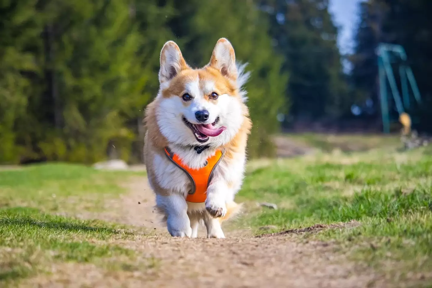 Dogs are particularly vulnerable to the disease whilst out walking (Pixabay)