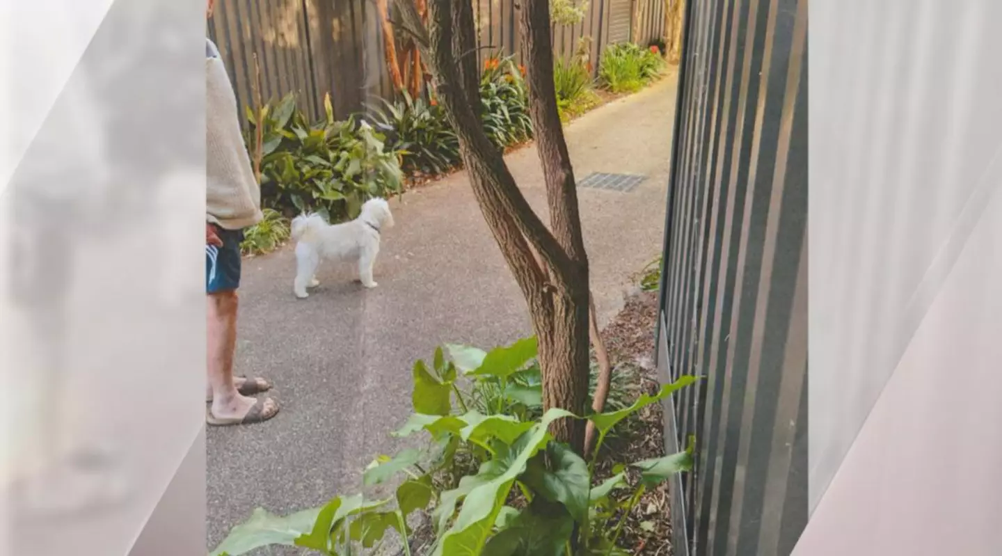 Judy Murphy, 79, has been fined £150 after letting her dog off his lead on her own driveway.