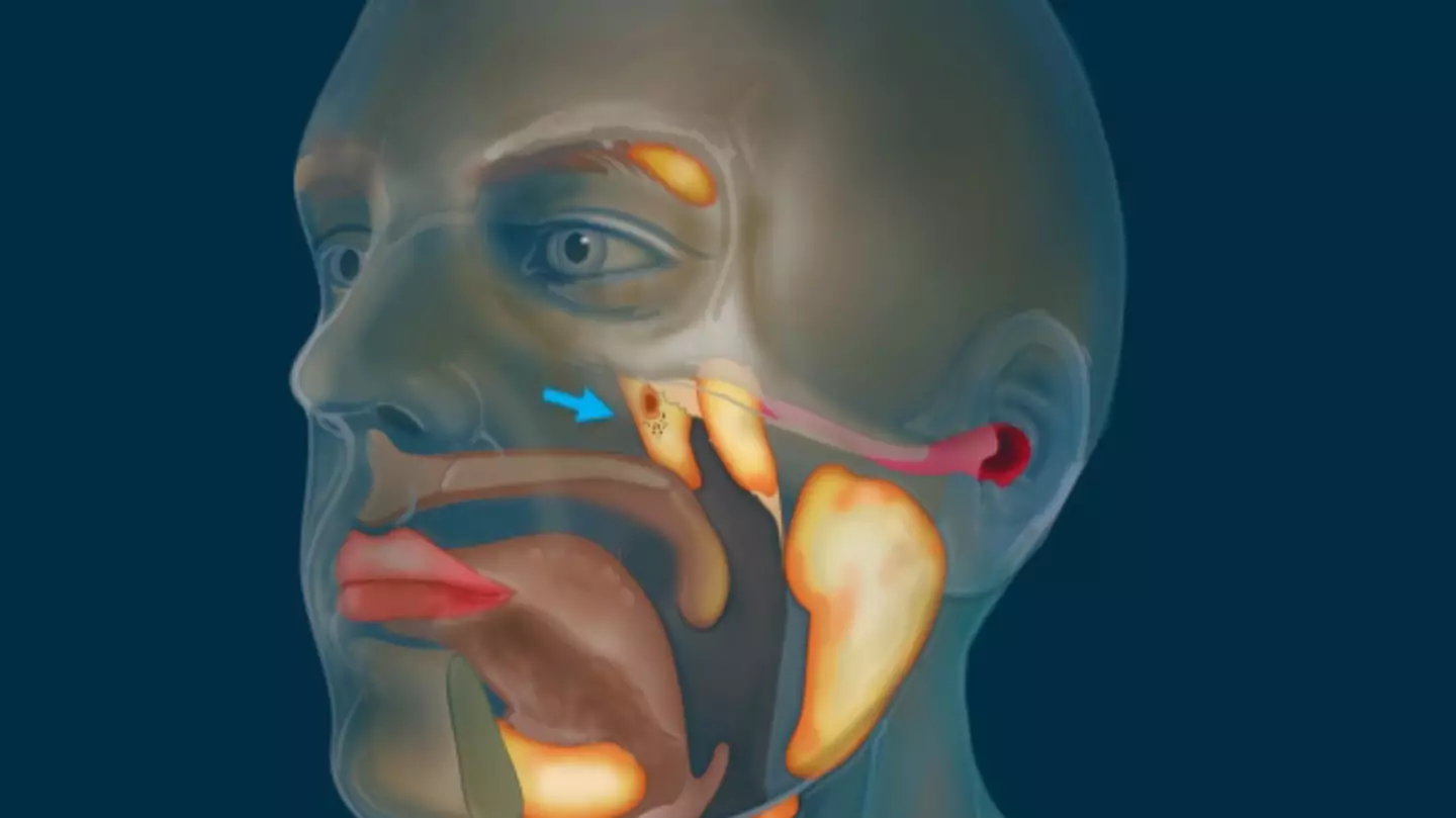 Scientists accidentally discovered new human organ they had no idea about