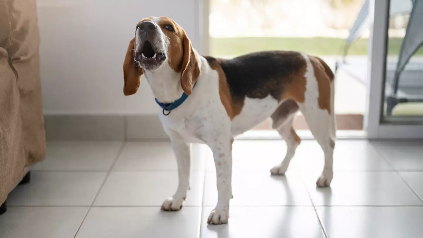 Pet owners only just learning real reason their dogs ‘boof’