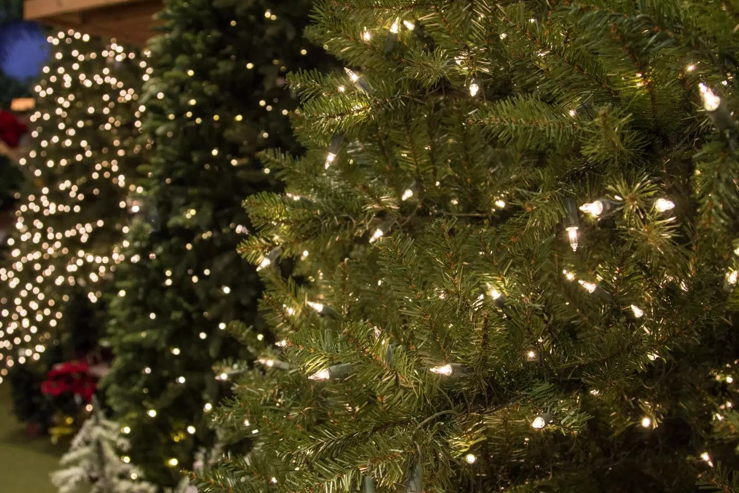 Washing the Christmas tree, clever idea or annoying chore?