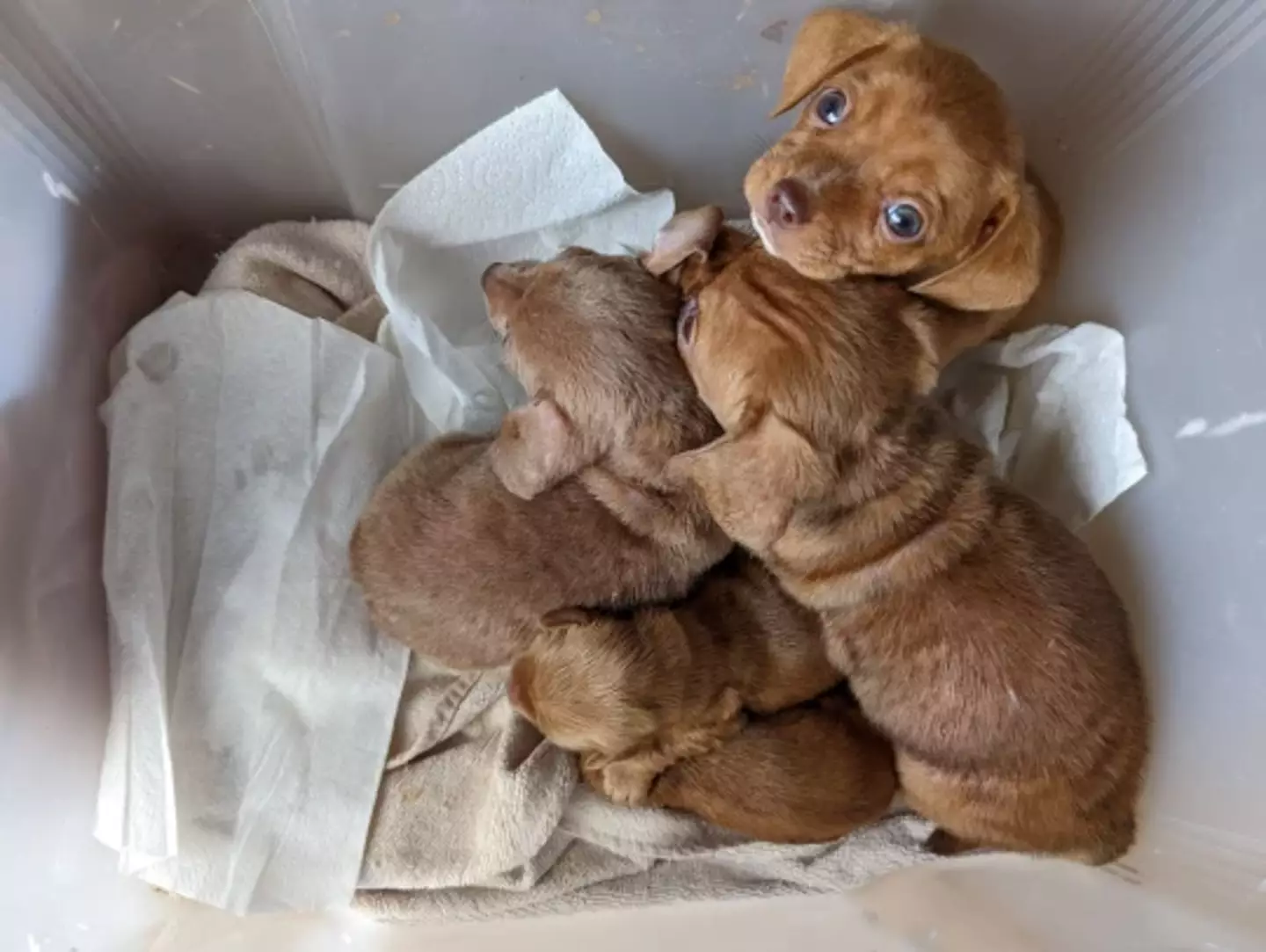 The puppies were found abandoned in south London.