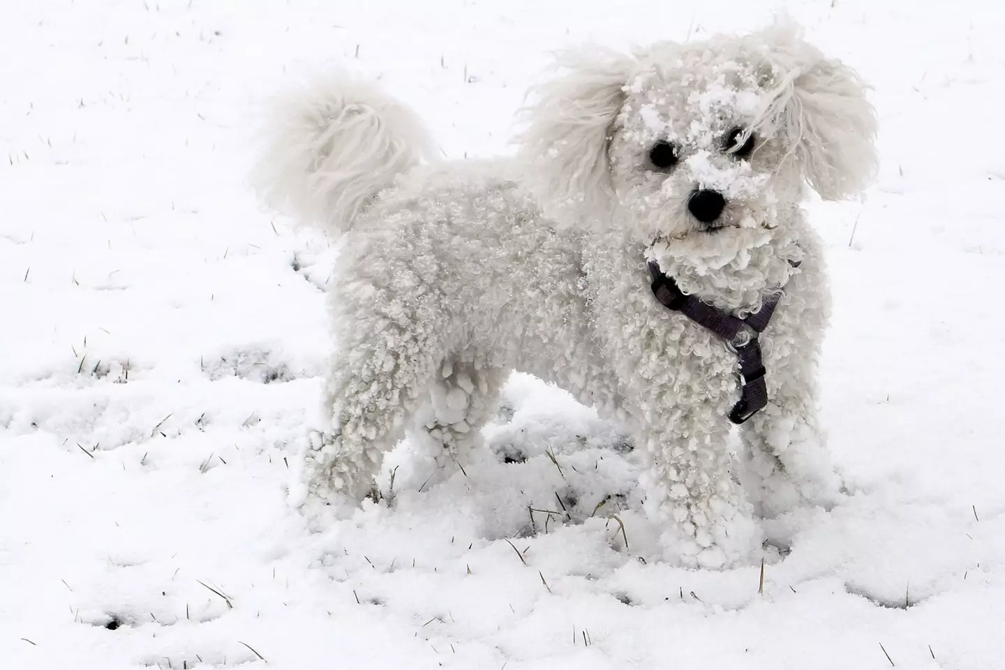 There are things you can do to make walkies safer in cold weather, though.
