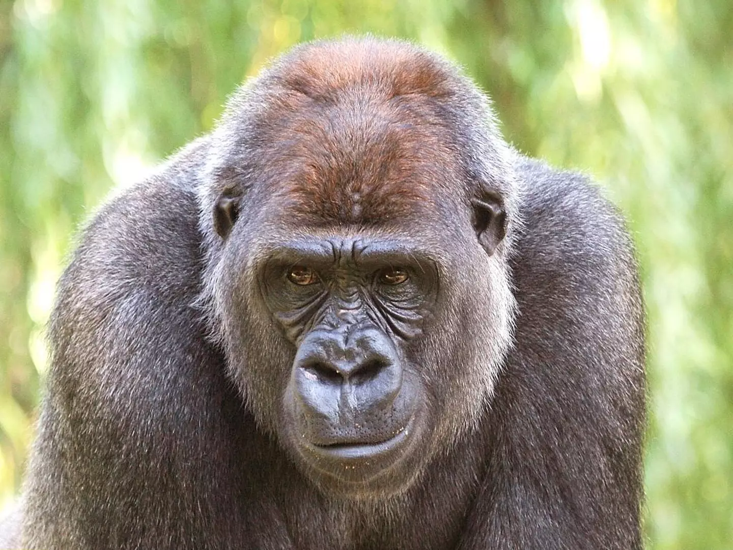 Bokito broke into a restaurant after his escape. (Günter Peters/ullstein bild/Getty Images)