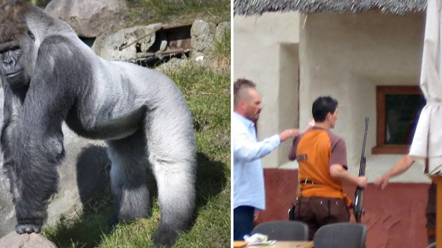 Why people are warned against smiling into gorilla enclosures after woman faced horrific consequences