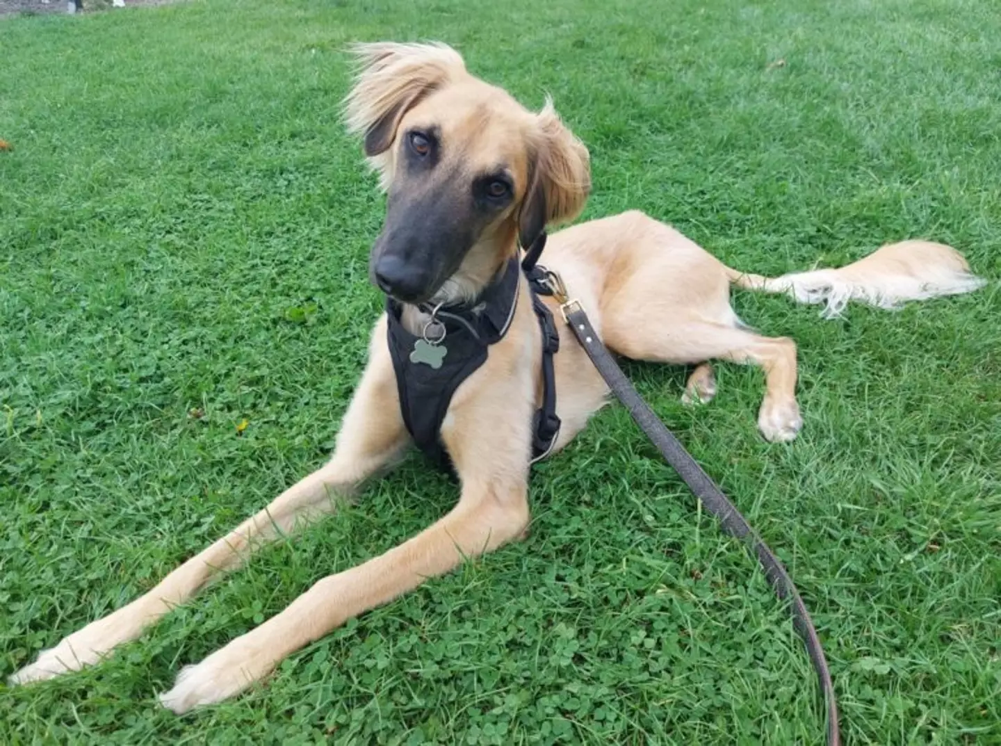 Harry the Saluki cross finally found his forever home (